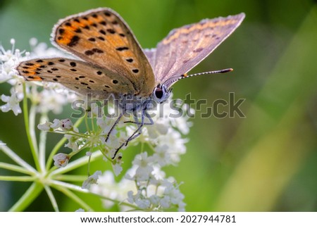 Aricia butterfly landed on the bloom of white flowers in wild meadow. The background is blurry. Macro nature photography