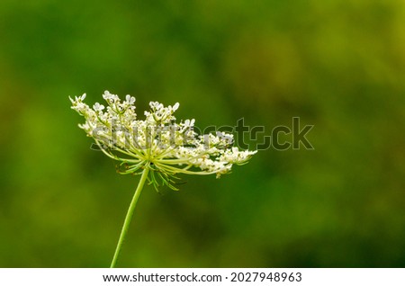 White little umbrella flowers in a green background