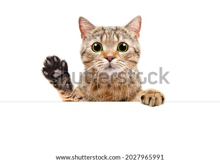 Cute Scottish Straight cat, peeking from behind a banner and waving paw Royalty-Free Stock Photo #2027965991