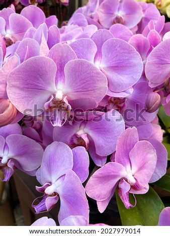 Pink and white branch orchid flower in garden background