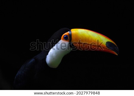 side view of the head of a Toco Toucan (Ramphastos toco) isolated on a natural black background