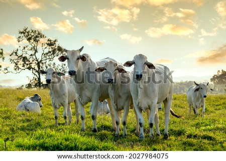 herd of Nelore cattle on pasture Royalty-Free Stock Photo #2027984075