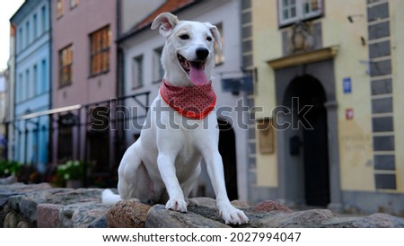 White mongrel dog in a colored neckerchief sits on houses in one of the streets of old Riga Royalty-Free Stock Photo #2027994047