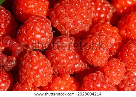 A scattering of raspberries in close-up. Raspberry pattern. The background is made of raspberries. Ripe juicy raspberry berry. Royalty-Free Stock Photo #2028004214