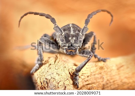 A longhorn beetle is sitting on a tree on a light beige background in close-up. Macro of a barbel beetle, the insect completely fits into the frame.
Macrophotography of the beetle in very high detail  Royalty-Free Stock Photo #2028009071