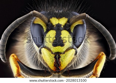 Super macro portrait of a wasp on a black background. Full-face macro photography. Large depth of field and a lot of details of the insect. Royalty-Free Stock Photo #2028013100