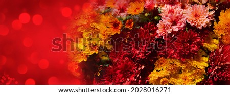 chrysanthemum flowers - floral summer autumn background banner- greeting card, birthday, wedding decoration