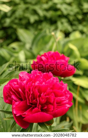 Red peony flowers in the garden on a green background. Close-up
