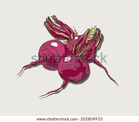 vector illustration of red beet