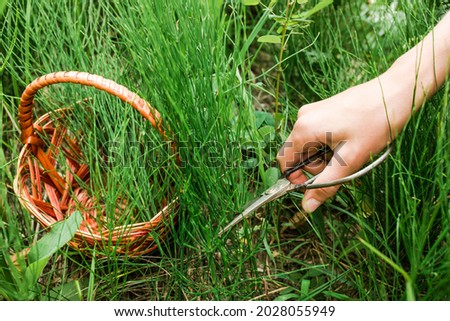 Hand with vintage scissors cutting stems quisetum arvense, field horsetail or common horsetail in a meadow in summer among medicinal herbs in an ecologically clean region Royalty-Free Stock Photo #2028055949