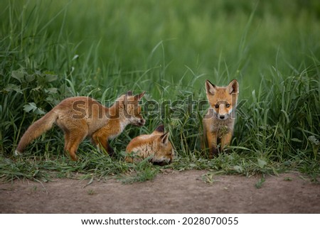 three foxes on a background of green grass