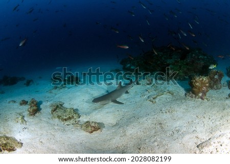 Picture shows a White tip reef shark at Cocos Island