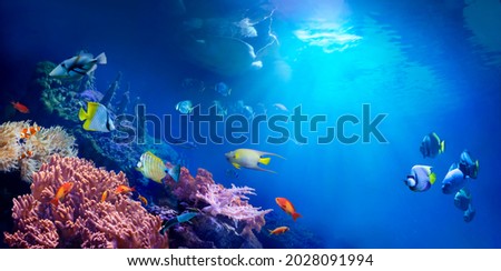 Animals of the underwater tropical world. Panoramic view of the coral reef. Colorful tropical fish. Ecosystem.  Royalty-Free Stock Photo #2028091994