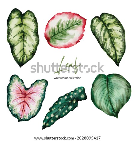 Set of Separate parts and bring together to beautiful leaf of Tropical elegant monstera and caladium in vector watercolors style. Monstera plant leaf  and elegant bonnie color leaf Caladium bicolor