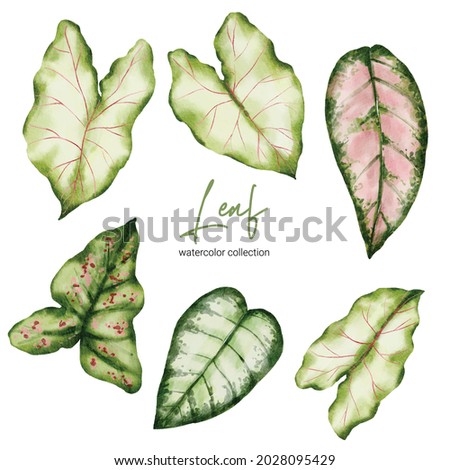 Set of Separate parts and bring together to beautiful leaf of Tropical elegant monstera and caladium in vector watercolors style. Monstera plant leaf  and elegant bonnie color leaf Caladium bicolor
