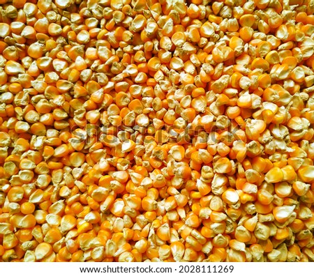 Yellow and dry corn background