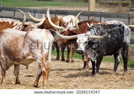 Fort Worth Stockyards, Fort Worth, Texas, United States of America