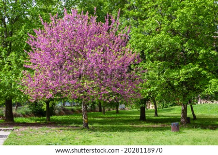 Blossom tree cercis siliquastrum with red flowers Royalty-Free Stock Photo #2028118970