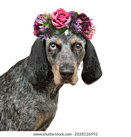 Beautiful rescue hound dog with flower crown