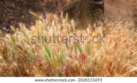 Golden light lies on a wheat field in France