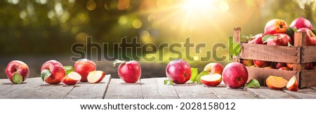 Apples In A Basket Outdoor. Sunny Background. Autumn Garden