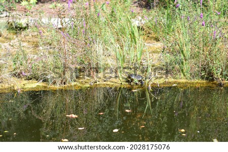 Turtle on the shore of the pond of green waters, among the vegetation.	