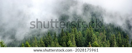 Panorama of forest in fog in summer in the carpathian mountains