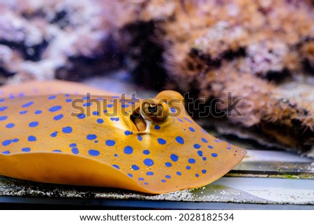 Underwater Image of fish swimming in the sea