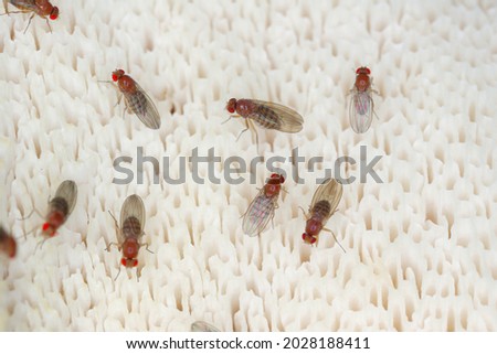 common fruit fly or vinegar fly Drosophila melanogaster is a species of fly in the family Drosophilidae. It is pest of fruits and food made from fruit Royalty-Free Stock Photo #2028188411