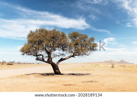 SAVANNA-DESERT Stock Photos and Images - Avopix.com