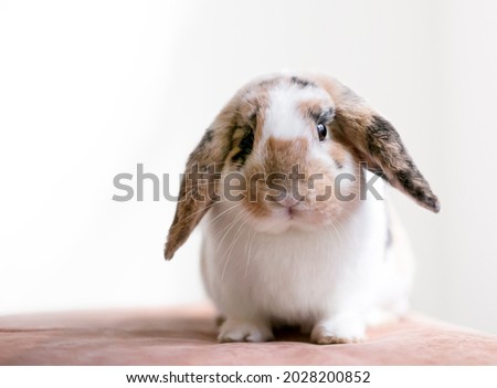 A Lop eared rabbit with calico markings sitting and looking at the camera Royalty-Free Stock Photo #2028200852