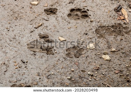 Close up picture of a muddy paw prints in the dirt. A deep imprinted outline of a Caine foot is left deep within the muddy surface.