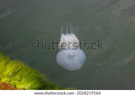 Black Sea jellyfish kornerot swims in the sea.