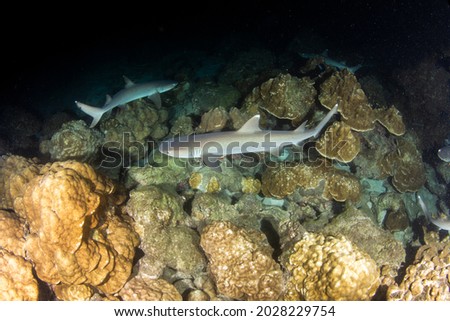 Picture shows White tip reef sharks at night at Cocos Island