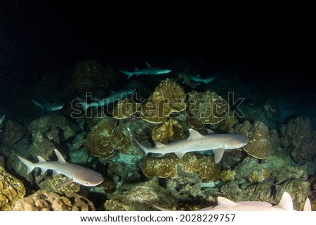 Picture shows White tip reef sharks at night at Cocos Island