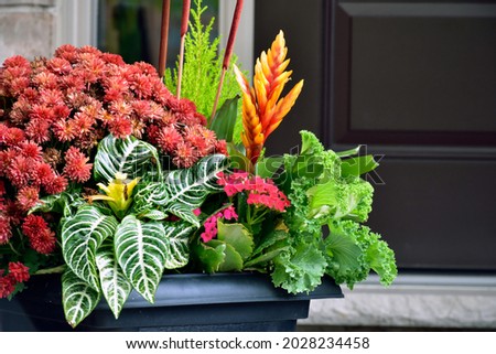 Thanksgiving colours and textures create a beautiful example of seasonal container gardening.