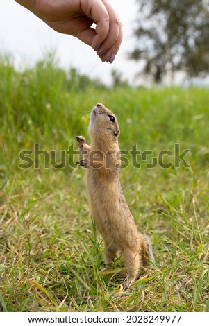Cute gopher reaches for a treat hidden in a woman's hand. Wild European ground squirrel stands on its hind legs