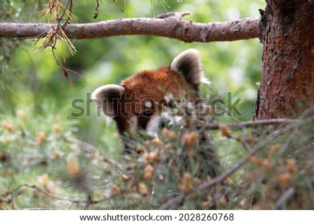 Red panda hiding and playing in a tree