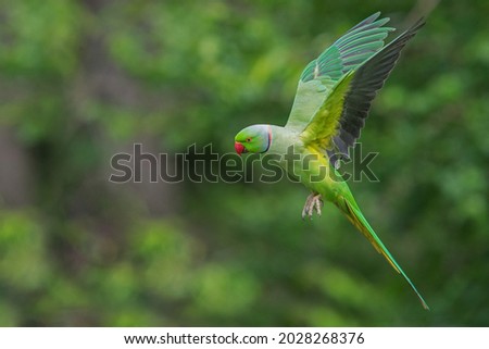 Rose-ringed parakeet, Psittacula krameri manillensis, also known as ring-necked parakeet, in flight hovering to be fed in London, UK Royalty-Free Stock Photo #2028268376