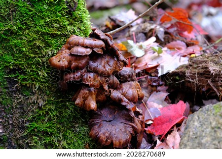 A mass of rotting brown fungi on a mossy tree stump in an Autumn forest in Wakefield, Quebec, Canada.