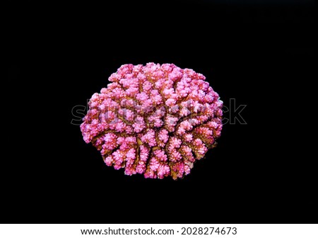 Pocillopora damicornis - Pink Colorful SPS coral isolated on black background