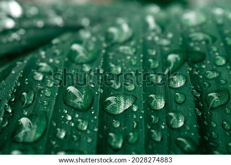 Beautiful drops of transparent rain water on green leaf macro, Drop of water on tropical banana palm leaf. Nature background.