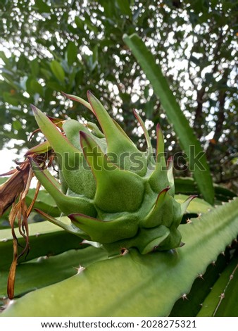 young green dragon fruit still can't be taken and eaten