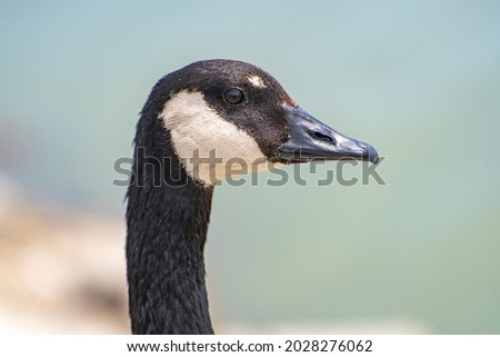 Close up portrait of Canadian goose. 