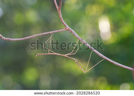 Walking stick insect or Phasmids (Phasmatodea or Phasmatoptera) also known as stick insects, stick-bugs, walking sticks, bug sticks or ghost insect. Selective focus, blurred background with copy space Royalty-Free Stock Photo #2028286520