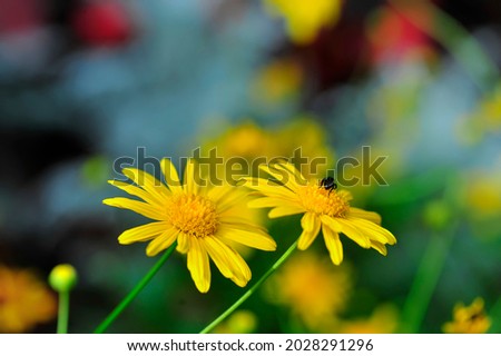 Summer mood in bright plants and flowers.Yellow daisy on green background. shallow dept of field