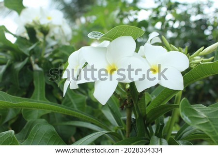 White beautiful aralaiya flower bunch
