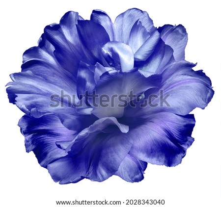 Blue  tulip  Flowers on a white isolated background.  For design.  Closeup.  Nature.