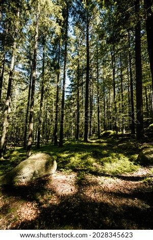 Sunny summer coniferous forest. Sunlight sunbeams through woods In forest landscape. Sumava national park, Czech republic