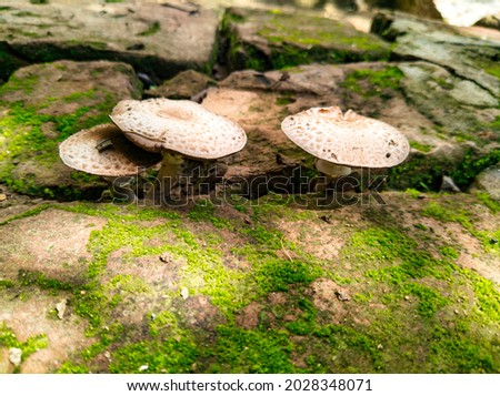 image of brick mini mushrooms